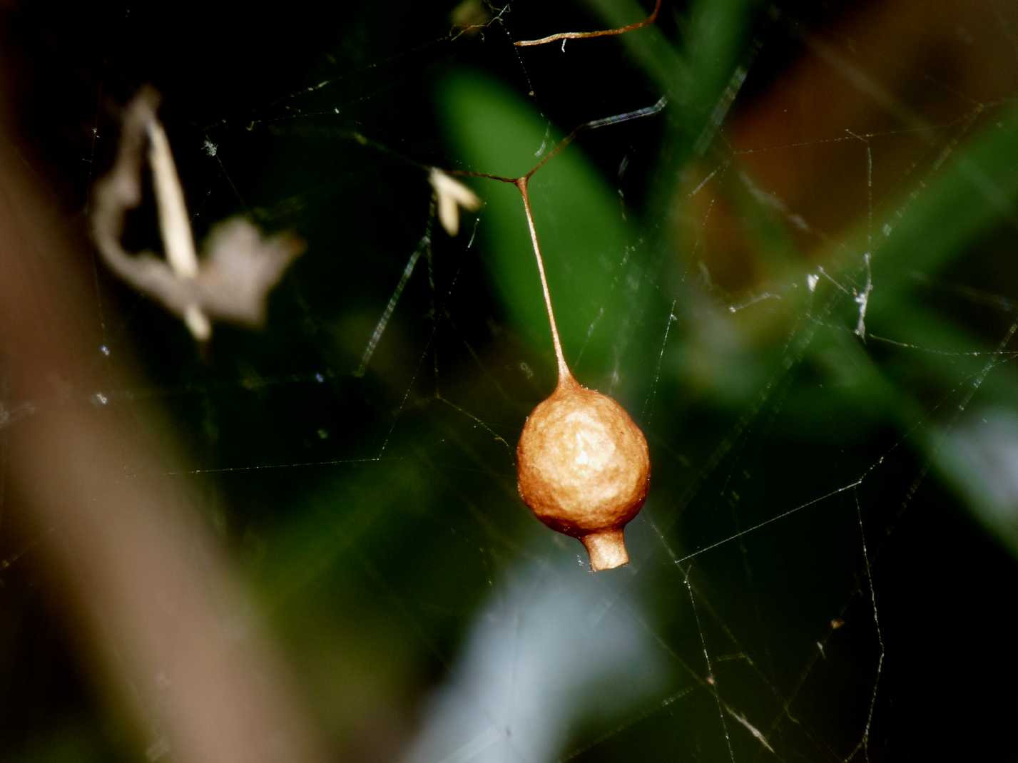 Argyrodes di colore insolito (con video)